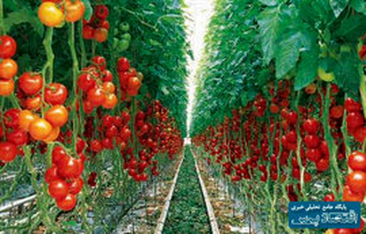 کاهش قیمت گوجه فرنگی و پیاز