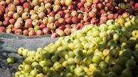 صادرات سیب و پرتقال ممنوع شد