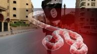 احتمال اقدام انتحاری بیولوژیک از سوی داعش/ فرستادن سه فرد با هویت معلوم و آلوده به ویروس ابولا