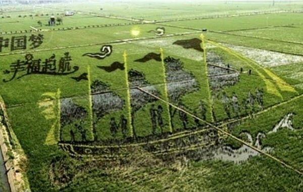 تصویری که ژاپنی ها روی مزارع برنج خود خلق کردند + عکس