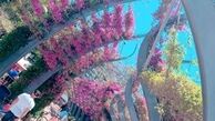 بهنوش بختیاری در خیابانی رویایی در سیدنی