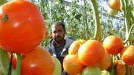 "اسرائیل" محصولات کشاورزی غزه را مسموم کرد