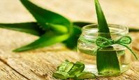 آلوئه‌ورا و خواص معجزه‌آسای آن