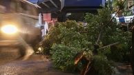 طوفان تهران یک سقوطی از طبقه هفدهم برجا گذاشت
