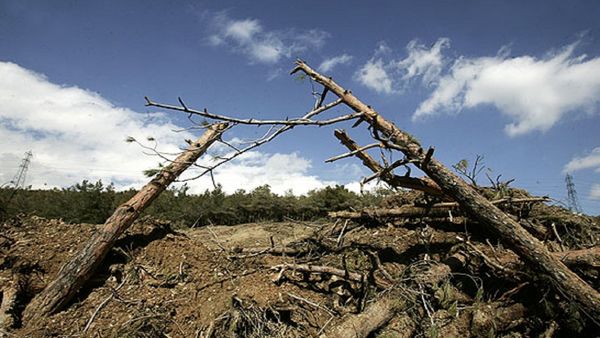  ماجرای قطع درختان لویزان چیست ؟