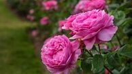 صادرات گل محمدی + فیلم