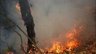 2500 هکتار از جنگل های پاسارگاد طعمه آتش شد
