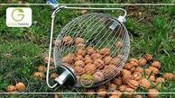 چرا بعد از خرید نهال گردو برخی از نهال ها خشک می شوند ؟