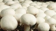 خطر خوردن قارچ های سمی را جدی بگیرید