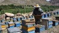 زندگی شیرین جانباز شیمیایی با زنبورهای عسل

