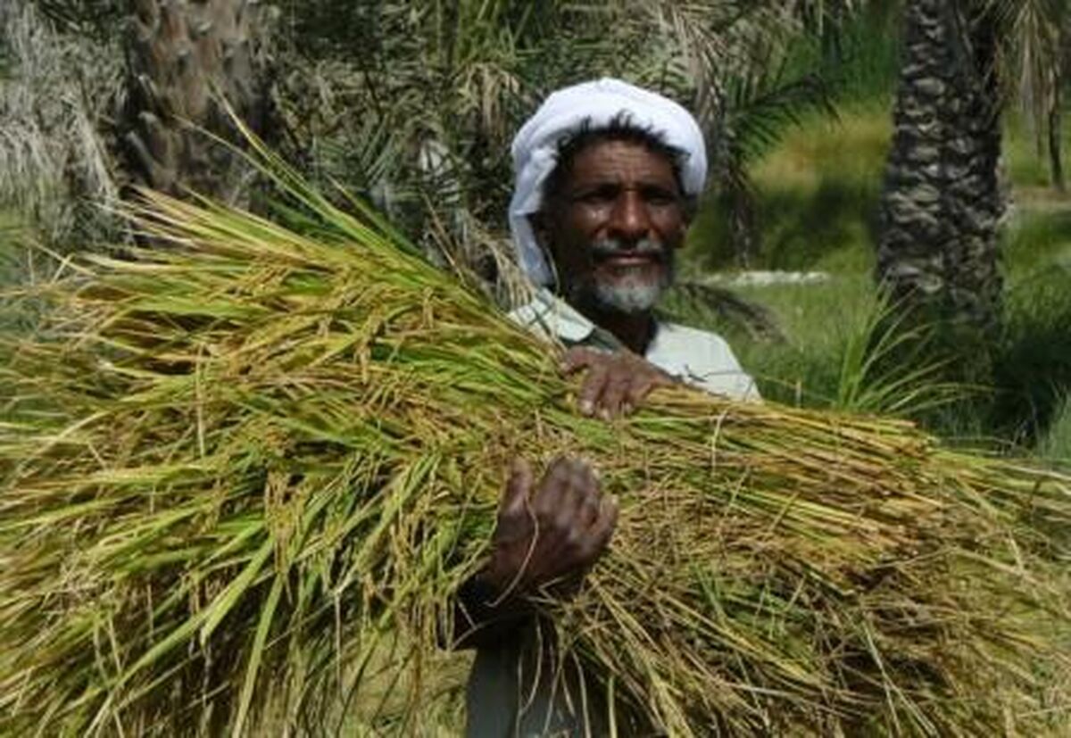حضور بیشترین افراد بی‌سواد و کم‌سواد در بخش کشاورزی