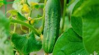 راهنمای کاشت انواع بذر صیفی جات