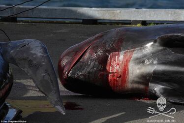 2ACFBC1900000578-3173617-Consumed_The_dead_whales_will_be_butchered_with_the_meat_and_flu-a-55_1437762253083