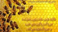 جستاری در ویژگی یاران امام زمان(عج) در بیان امیرالمؤمنین(ع)