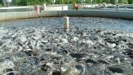 شناسایی یکهزار و 430 کیلوگرم ماهی قزل آلای غیربهداشتی
