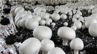 قارچ‌های سمی همچنان قربانی می گیرد + تعداد مسموم ها وفوت شدگان
