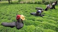 سهم چای ایرانی از بازار جهانی چقدر است؟