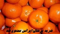 خرید پرتقال ایرانی ممنوع شد + علت
