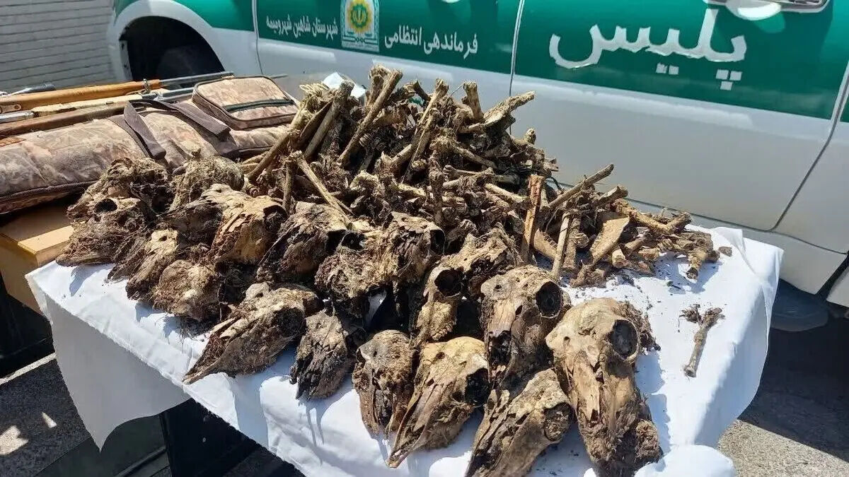 چاه پر از جمجمه در حاشیه &laquo;موته&raquo;/متخلفان نقره داغ می&zwnj; شوند
