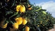 پرتقال، دانه‌ای ۱۰۰,۰۰۰ تومان!