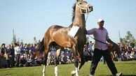 نطفه اسب، 6 میلیون تومان/معاملات میلیاردی اسب