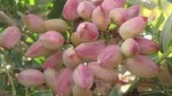ایران در سکوی نخست تولید پسته قرار گرفت 