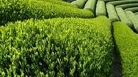 ۷۷ درصد مطالبات چایکاران پرداخت شد/ پیش بینی تولید ۱۳۵ هزار تن برگ سبز چای
