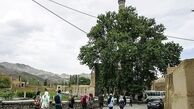 ۱۲ درخت کهنسال ایران ثبت ملی شدند