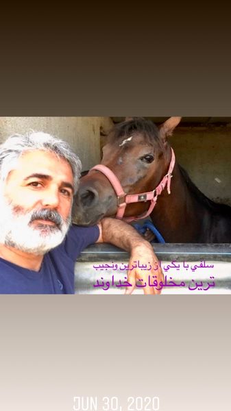 اسب  مهدی صبایی در اصطبل + عکس