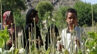 افغانستان امپراتوری تریاک است