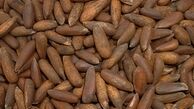 خواص شگفت‌انگیز چلغوز 