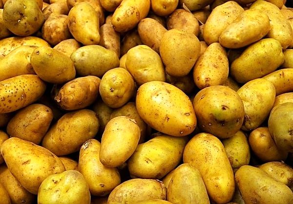 راز نگهداری بیشتر و بهتر سیب زمینی