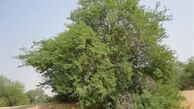 دلایل خطرناک بودن کاشت "درخت کهور" در ایران
