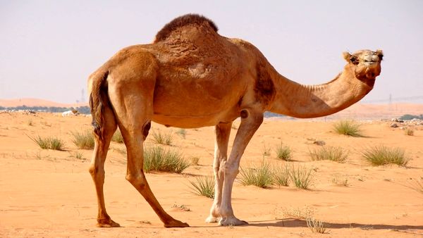 بکسل کردن خودرو با شتر!+ فیلم 