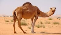 بکسل کردن خودرو با شتر!+ فیلم 