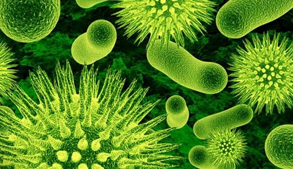 چرا باکتری‌ها و میکروب‌ها روی پوست تاثیری ندارند؟