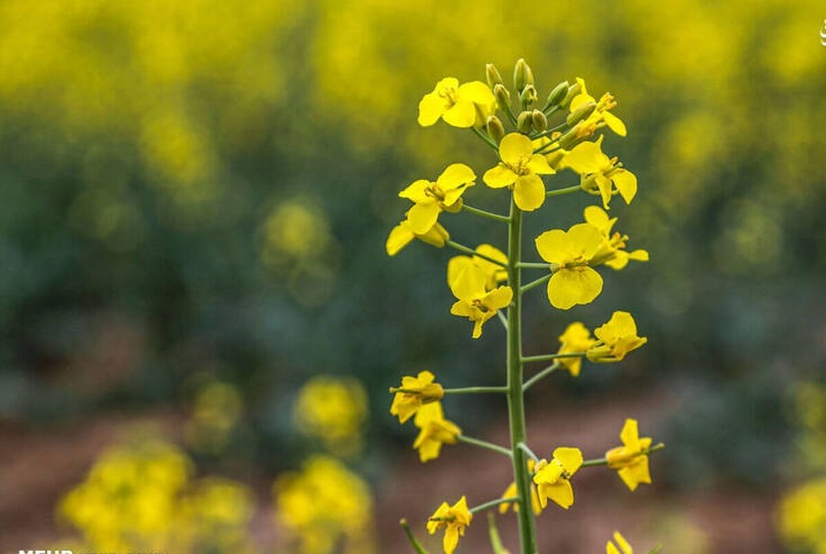نقاشی زیبای طبیعت بجنورد+ عکس