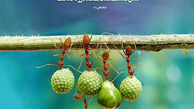 پاداش کسی که به دنبال روزی حلال باشد چیست؟