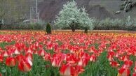 محلات، بهشت رنگارنگ گردشگران