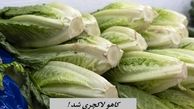 کاهو لاکچری شد ؛‌ کیلویی ۱۲۰ هزار تومان !
