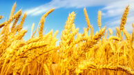 آغاز خرید تضمینی گندم مازاد بر نیاز 