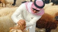 آينده از آن گوسفندان نيست