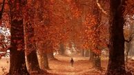 زیبایی خارق‌العاده پاییز در هند/عکس