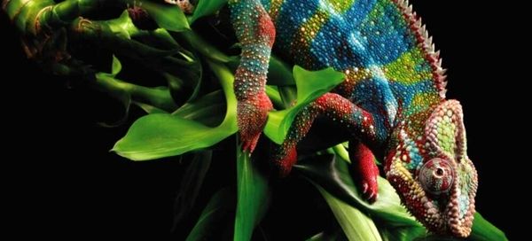 آفتاب‌پرست‌ چگونه رنگ عوض می‌کنند ؟