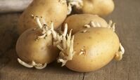 سیب زمینی جوانه زده قابل مصرف است ؟
