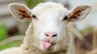 قیمت هرکیلوگرم گوسفند زنده افزایش یافت