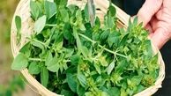 کنترل فشارخون بالا با خوردن این گیاهان