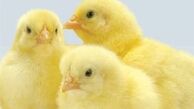 تعلل نهادهای نظارتی در برخورد با گرانی مرغ