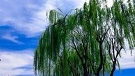 هوای تهران در شرایط سالم قرار دارد