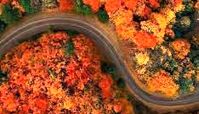 رؤیایی‌ترین جاده جنگلی ایران